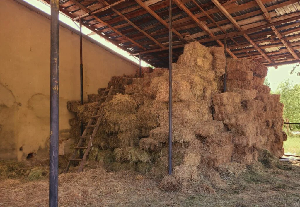 Chopped straw bedding in a cattle shed, prepared with a straw chopper